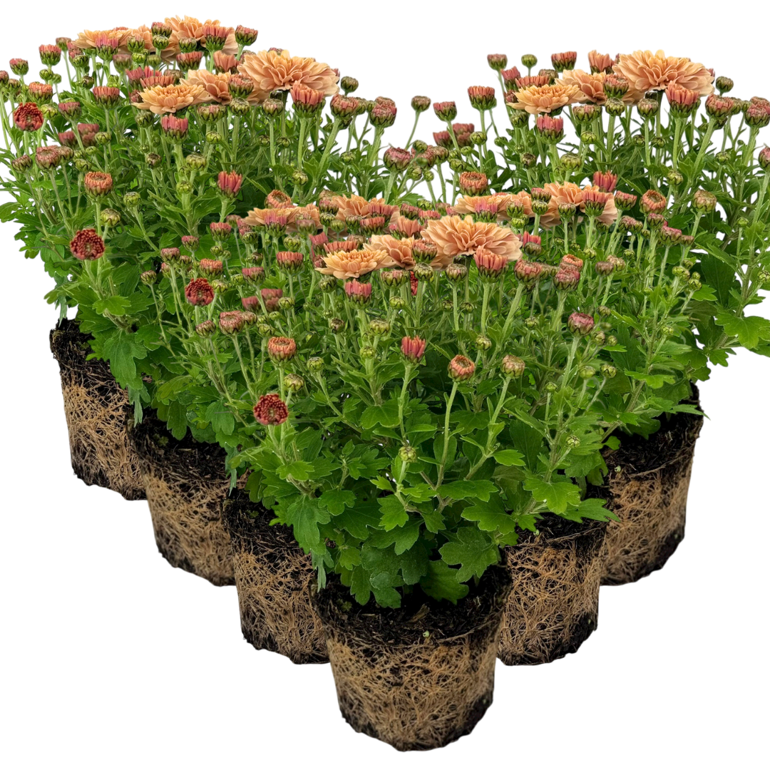 Chrysanthemum Orange
