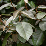 Elaeagnus Ebbingei