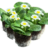 Primrose White