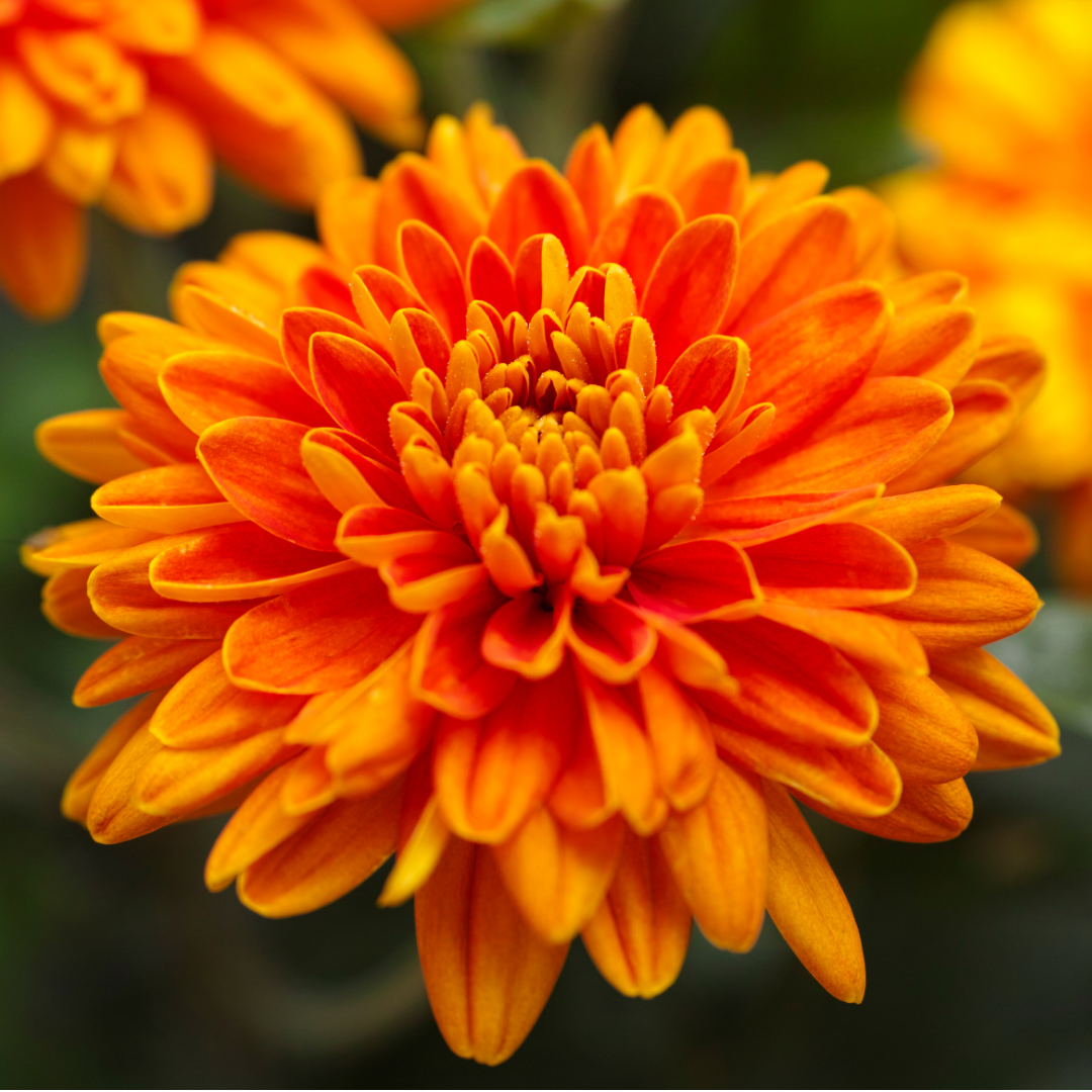 Chrysanthemum Orange