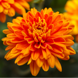 Chrysanthemum Orange
