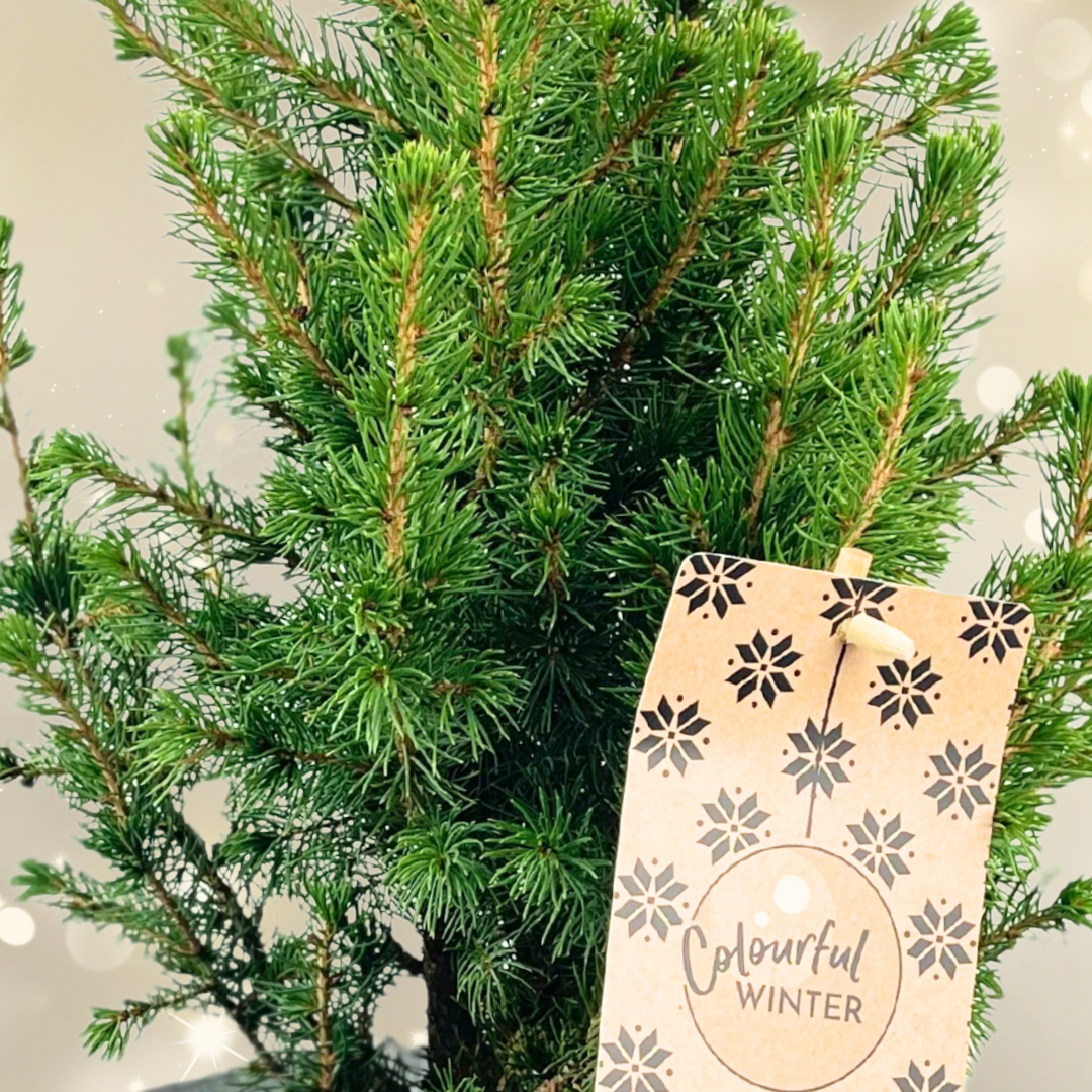 Christmas tree in white pot with star
