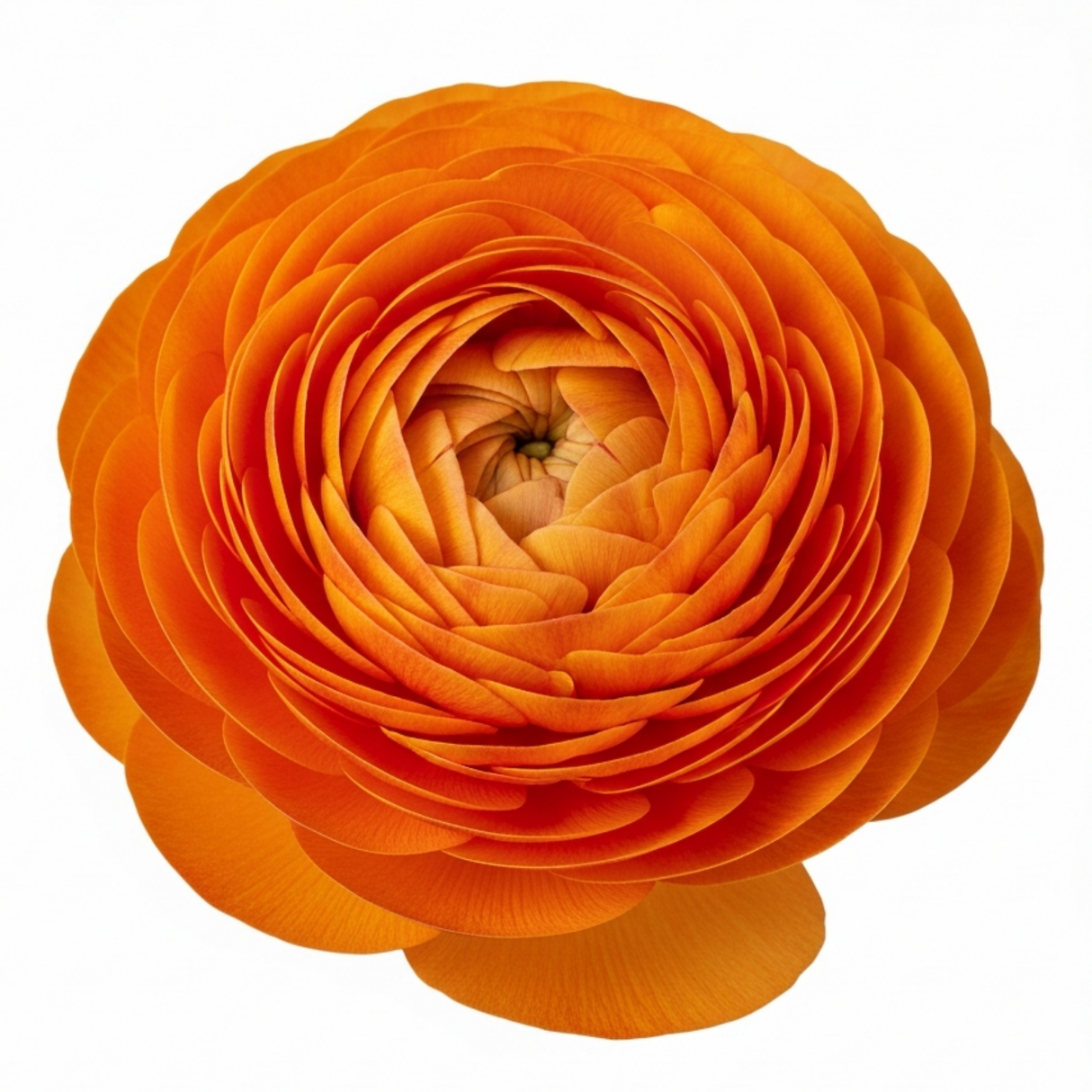 Set of 3 or 6 Large, Outdoor Garden Ready Plants - Rannunculus Vortex Orange, 10.5 cm