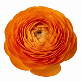 Set of 3 or 6 Large, Outdoor Garden Ready Plants - Rannunculus Vortex Orange, 10.5 cm