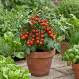 Set of 3 or 6 Large Plants - Tomato Losetto Variety, Ready to Plant in Your Garden, 10.5 cm