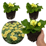 Set of 3 or 6 Large Plants - Primrose Sweet 16, Ready to Plant in Your Garden, 1L Rootballs