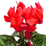 Cyclamen Scarlet 10.5cm