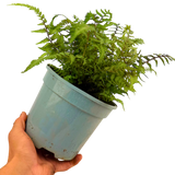 Japanese Painted Fern Athyrium Pictum/Metallicum