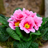 Primrose Appleblossom