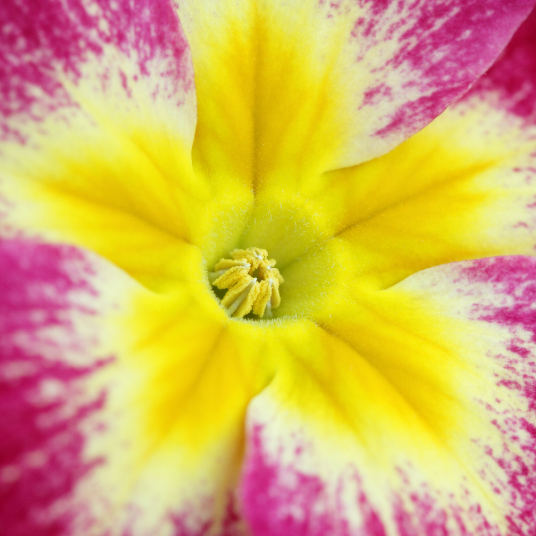 Polyanthus Stella Cherryade
