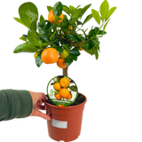 Mini Calamondin