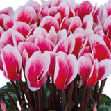 Cyclamen Flame Red 10.5cm