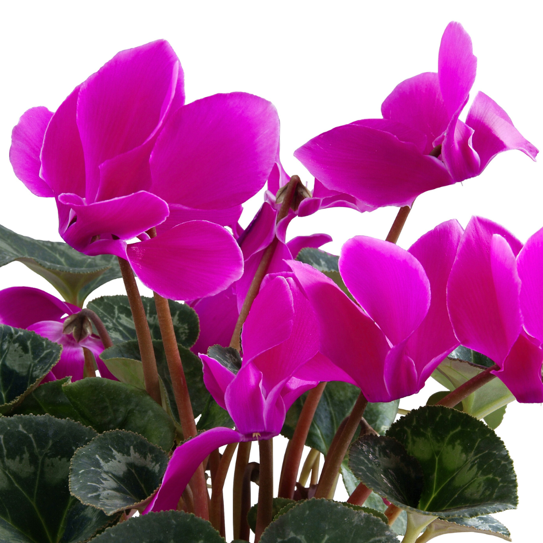 Cyclamen Purple 10.5cm