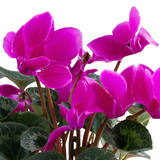 Cyclamen Purple 10.5cm