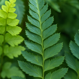 Japanese Painted Fern Athyrium Pictum/Metallicum