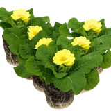 Primrose Cream