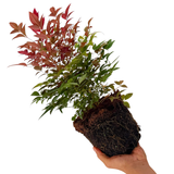 Nandina Obsessed