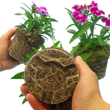 Dianthus Festival Growers selection