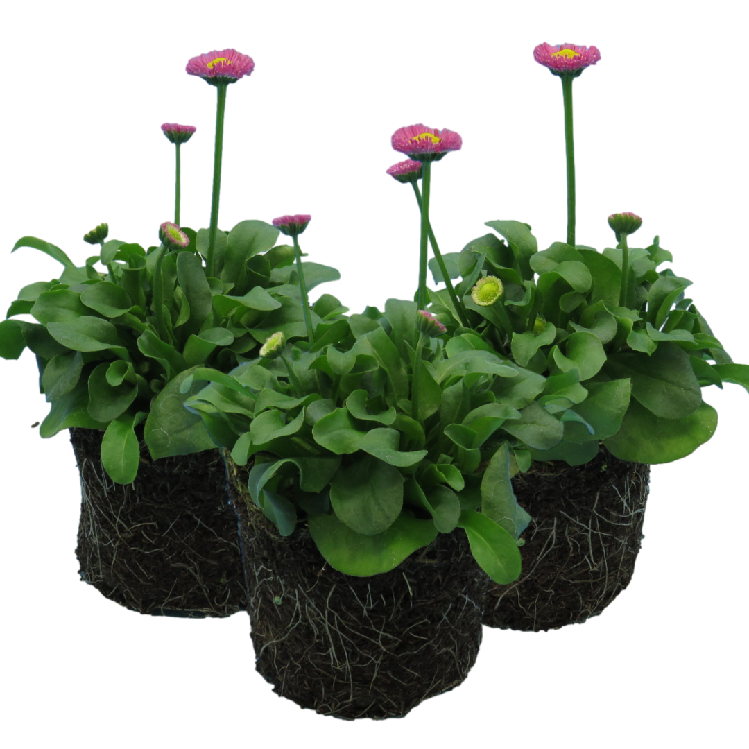 Bellis Rose