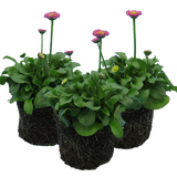 Bellis Rose