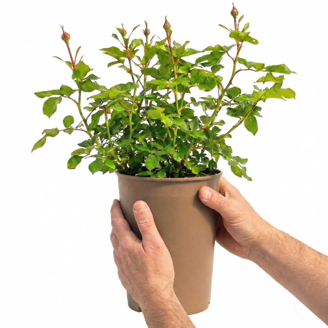 Rose - Bush - White