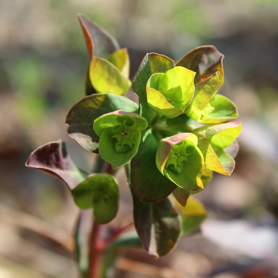 Euphorbia Purpurea