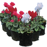Cyclamen Silver Leaf Mix 10.5cm
