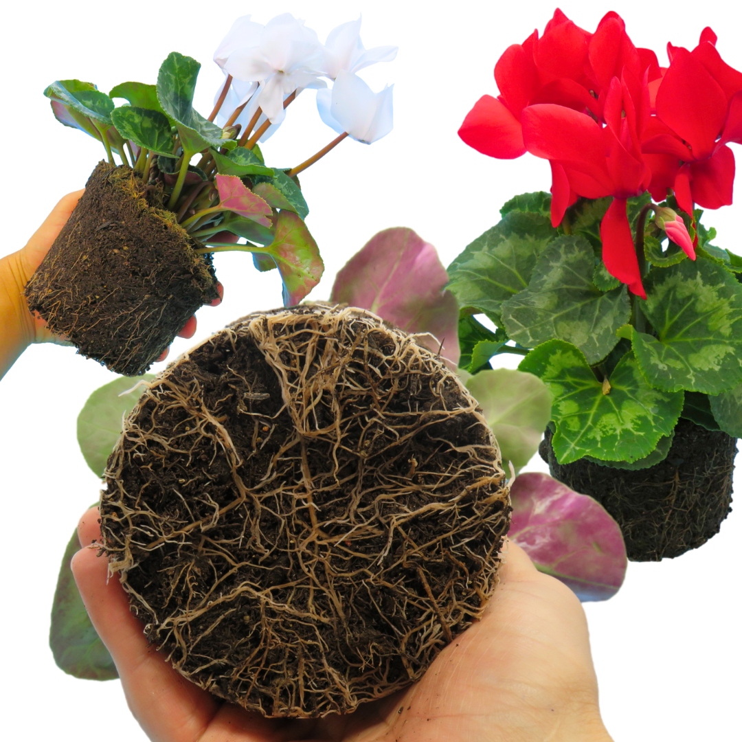 Large Cyclamen Flame Growers Selection