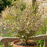 Lophomyrtus Magic Dragon