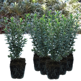 EUONYMUS MICROPHYLLUS ALBOVARIEGATUS