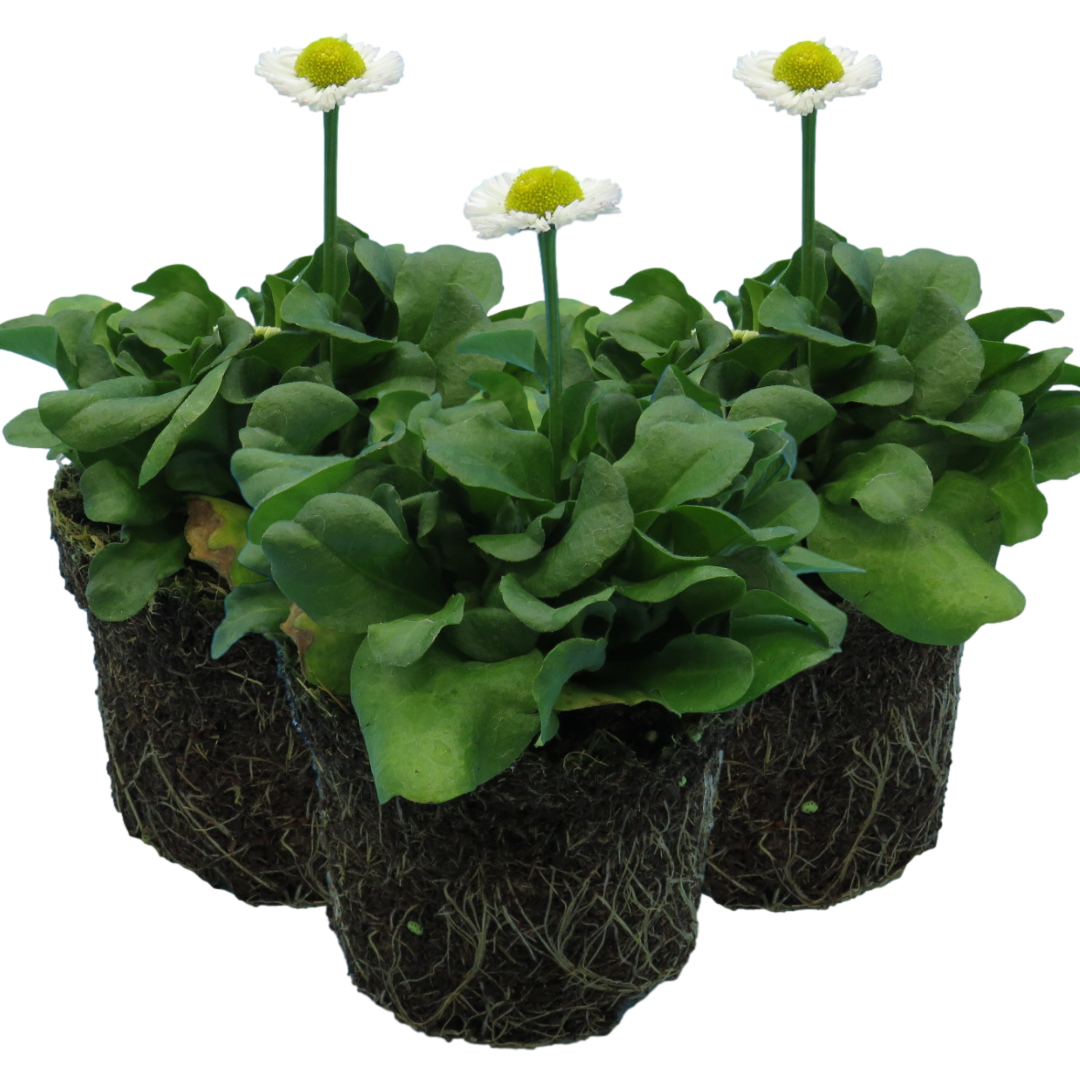 Bellis White