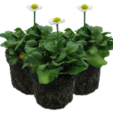 Bellis White