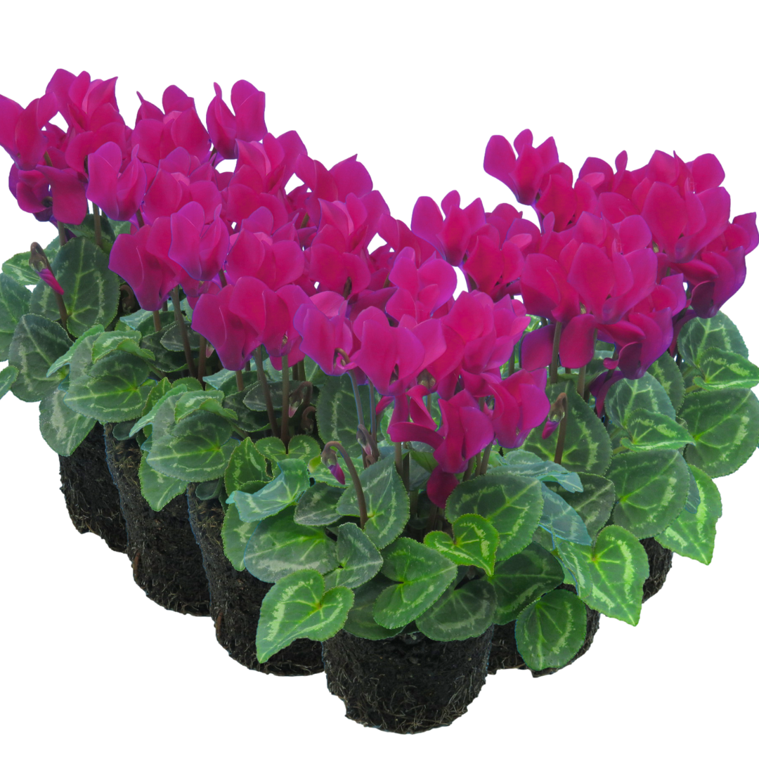 Cyclamen Purple 10.5cm