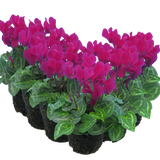 Cyclamen Purple 10.5cm