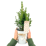 Christmas tree in white pot with star