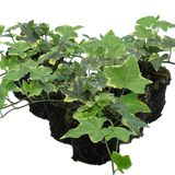 Hedera Helix Silver Variegated