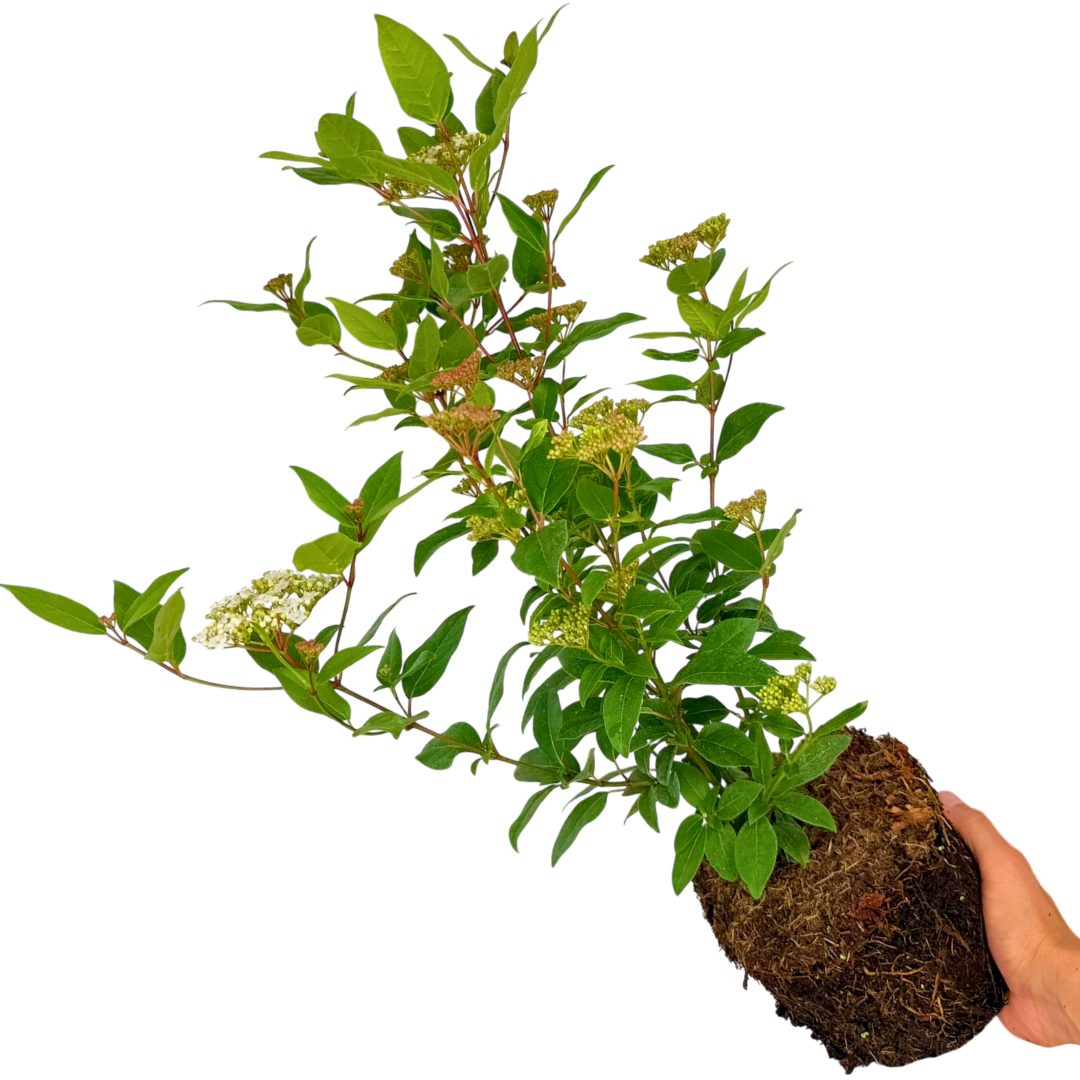 Viburnum Lisarose