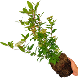Viburnum Lisarose