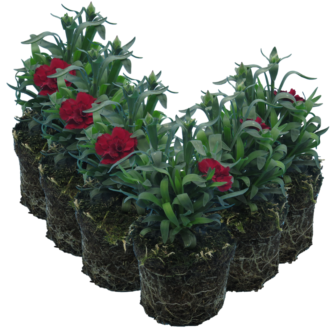 Carnation Dark Red