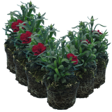 Carnation Dark Red