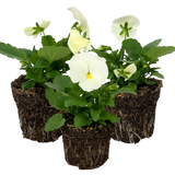 Upright Pansy Delta Pro Clear White