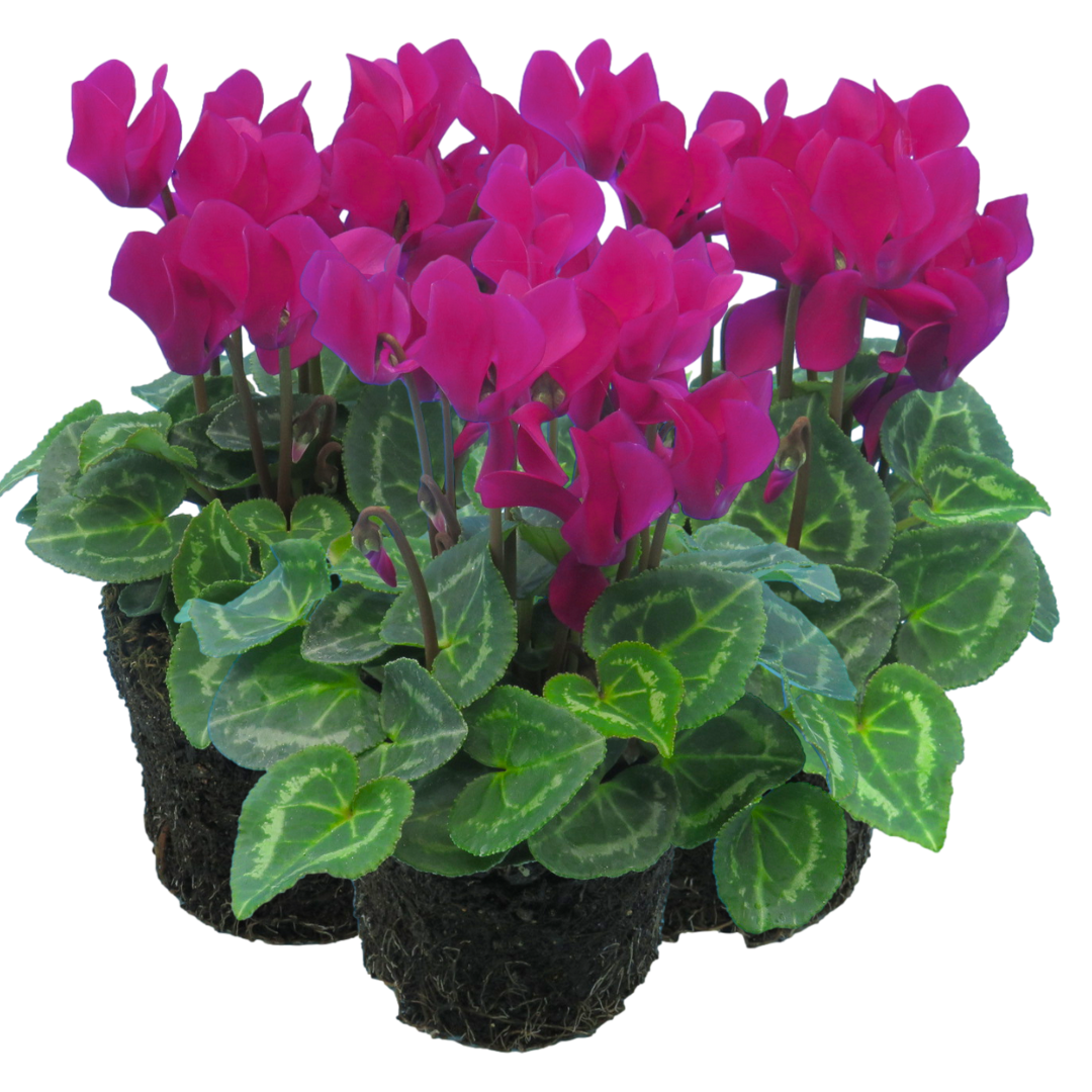 Cyclamen Purple 10.5cm