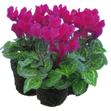 Cyclamen Purple 10.5cm