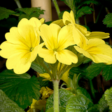 Primrose Cream