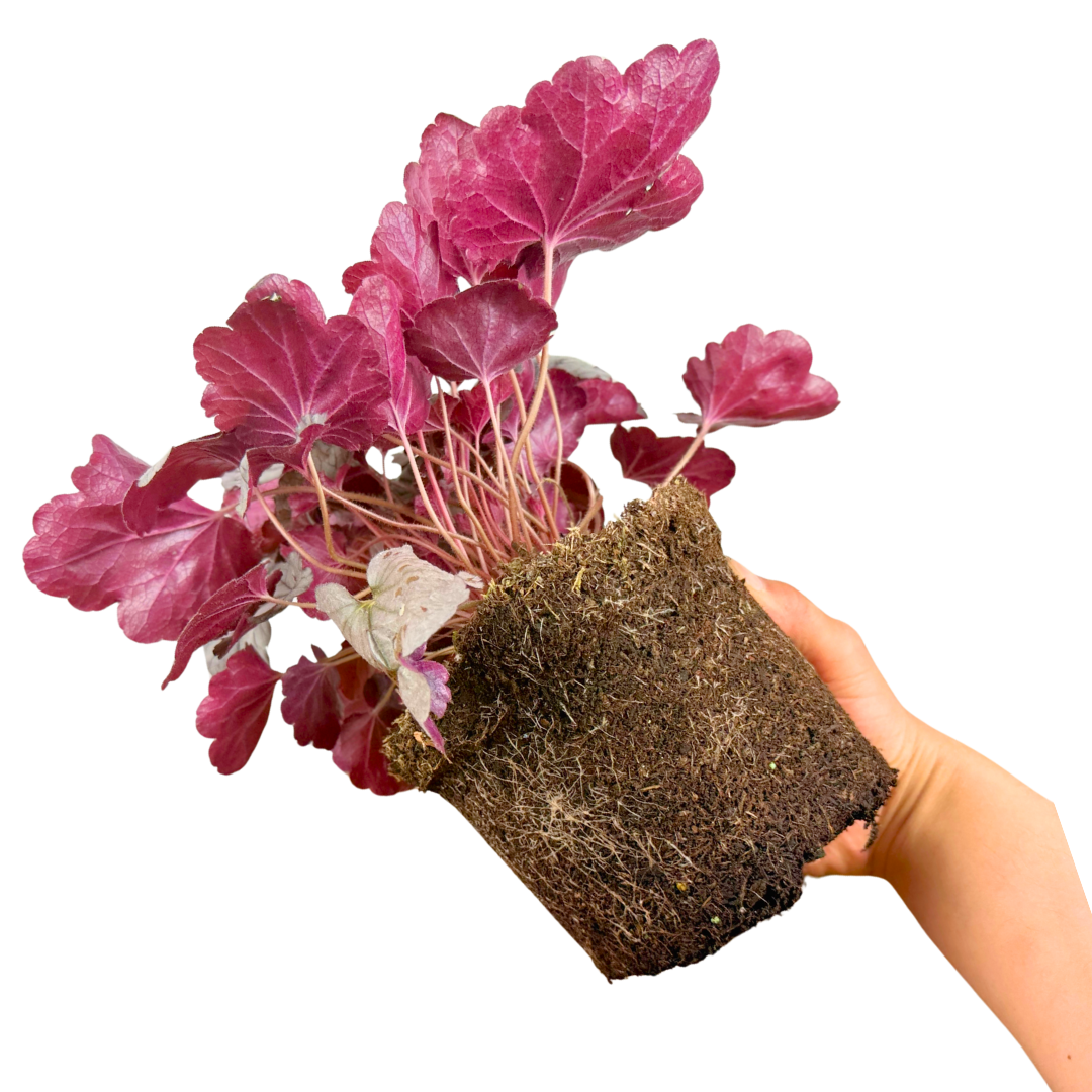 Heuchera Huckleberry