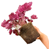 Heuchera Huckleberry