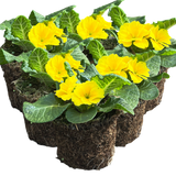 Primrose Yellow