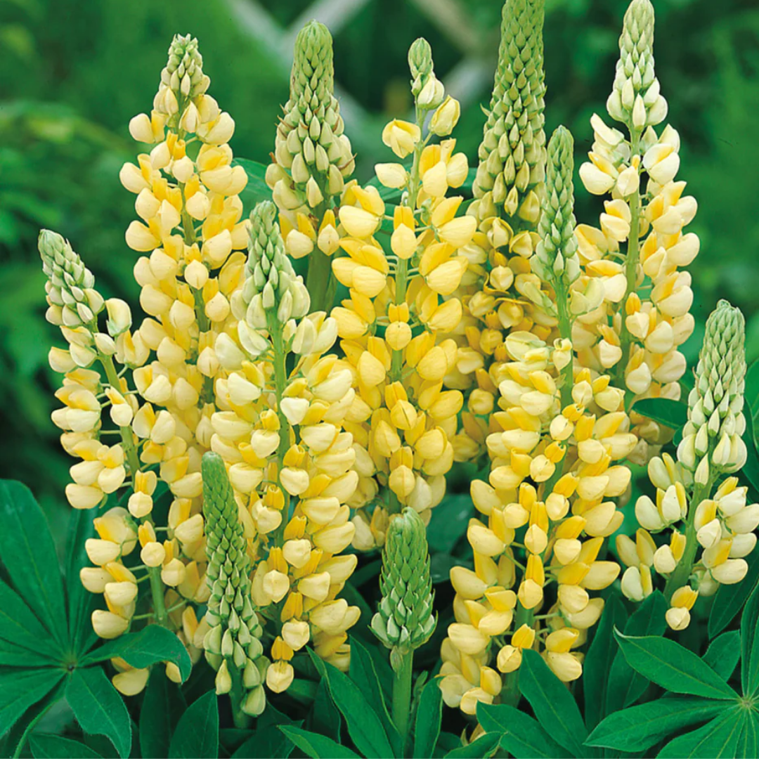 Lupin Legendary Yellow Shades