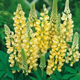 Lupin Legendary Yellow Shades