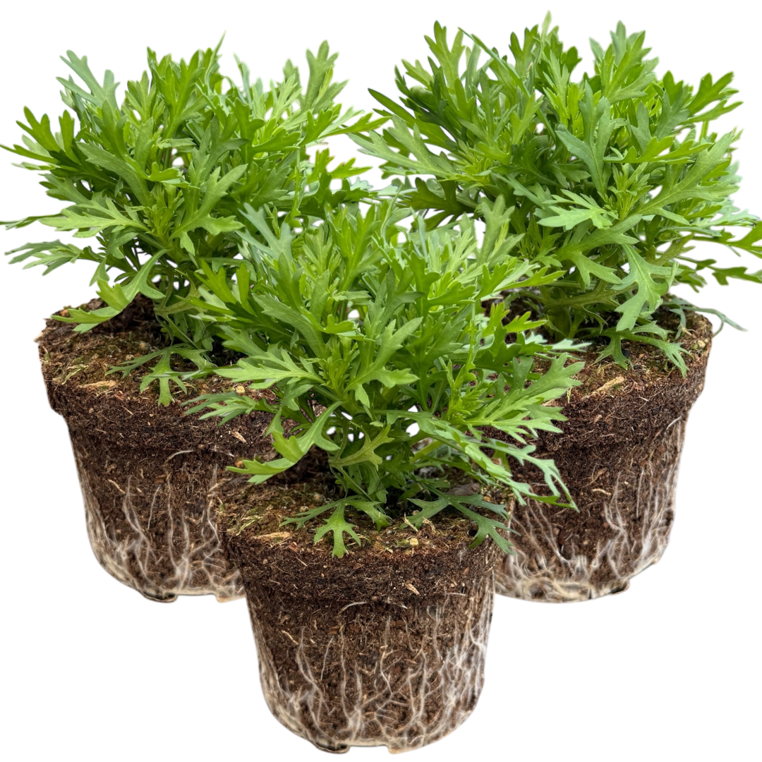 Set of 3 or 6 Large Plants - Argyranthemum Madeira White, Outdoor Garden Ready